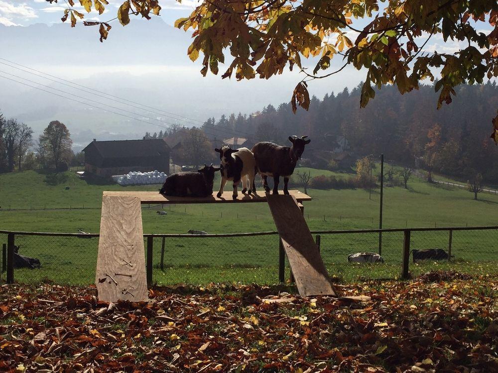 Отель Landgasthof Santisblick Abtwil Экстерьер фото